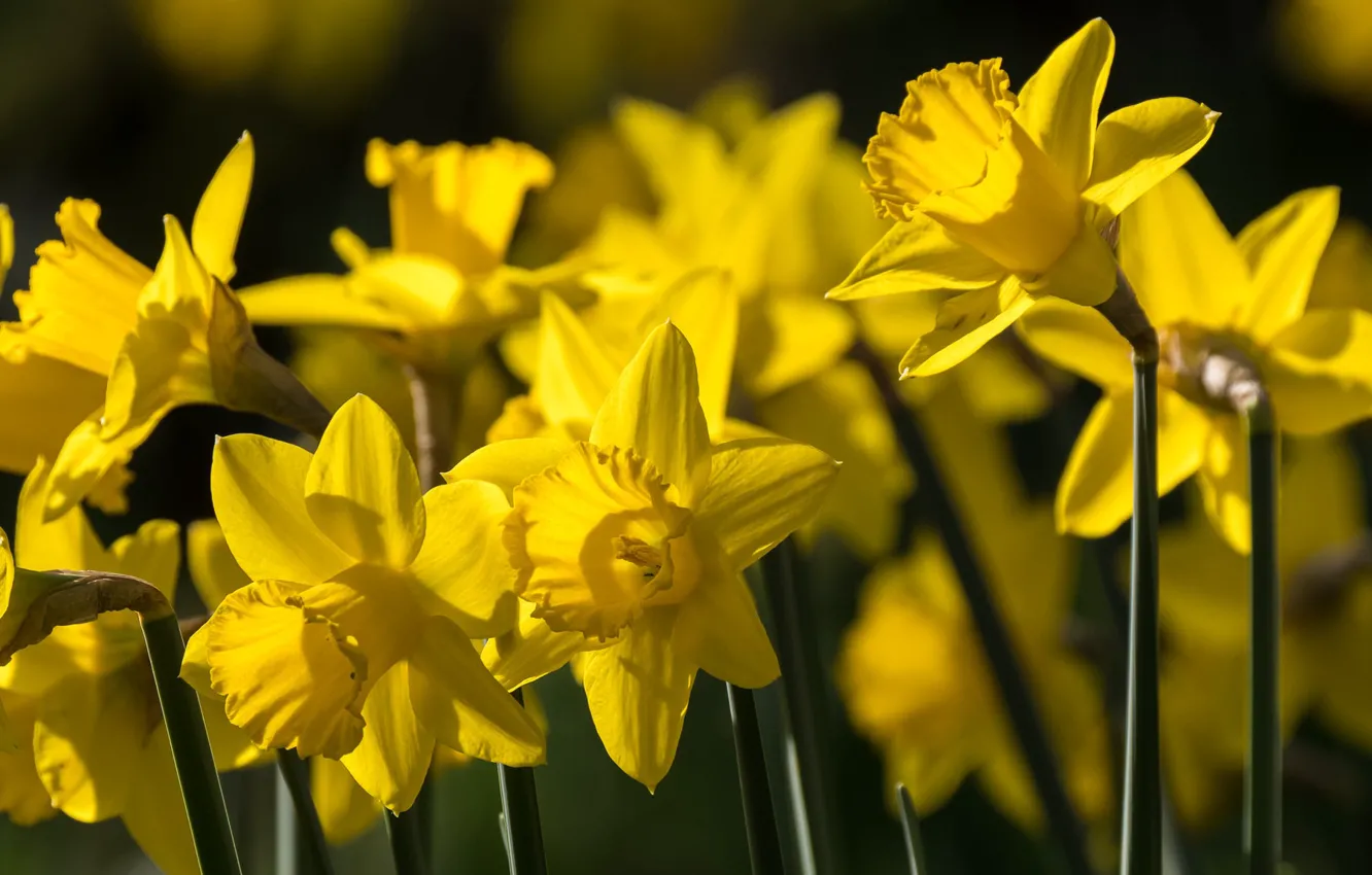 Photo wallpaper yellow, spring, daffodils