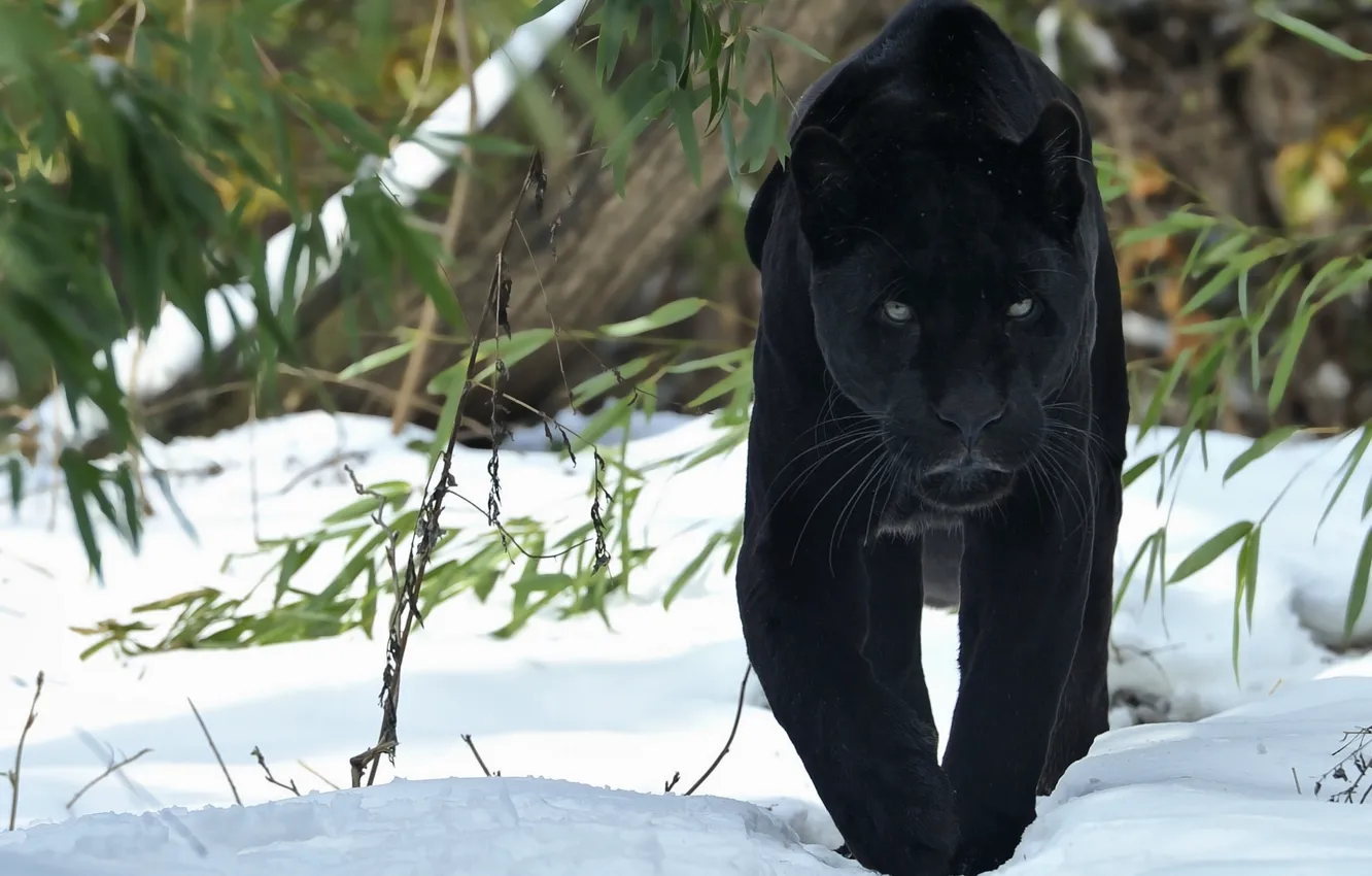 Photo wallpaper snow, Panther, Jaguar
