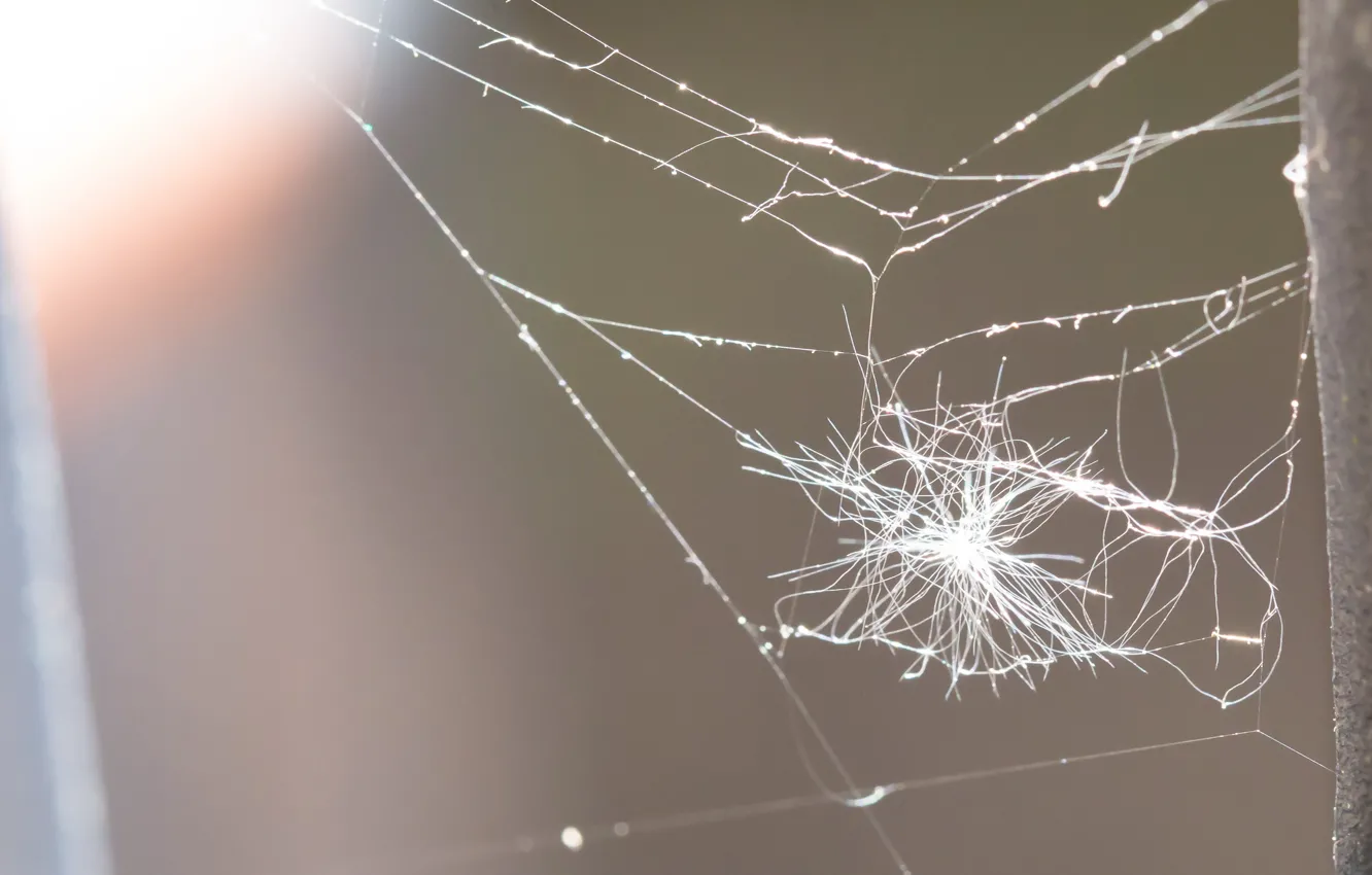 Photo wallpaper background, the fence, web