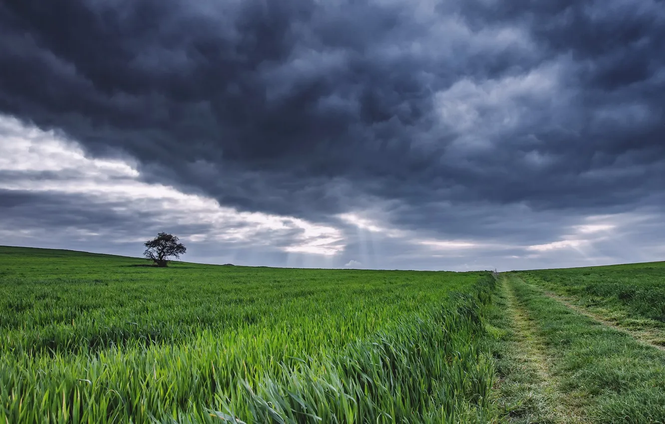 Photo wallpaper field, summer, clouds