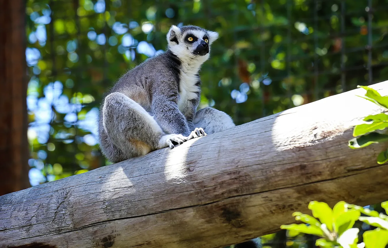 Photo wallpaper look, light, pose, mesh, foliage, lemur, log, sitting