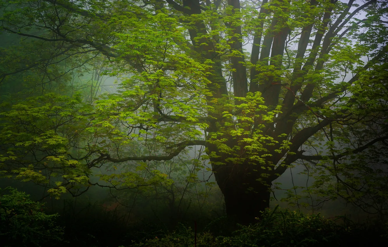 Photo wallpaper forest, nature, tree, haze