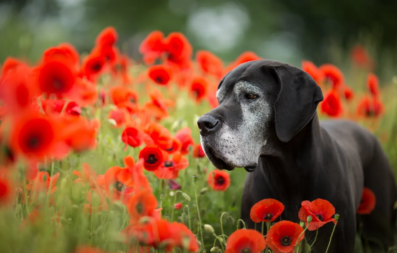 Photo wallpaper flowers, Maki, dog