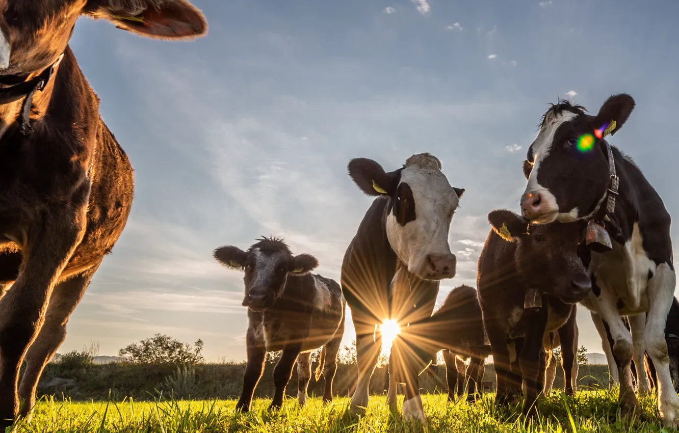 Photo wallpaper field, the sun, cows, the herd