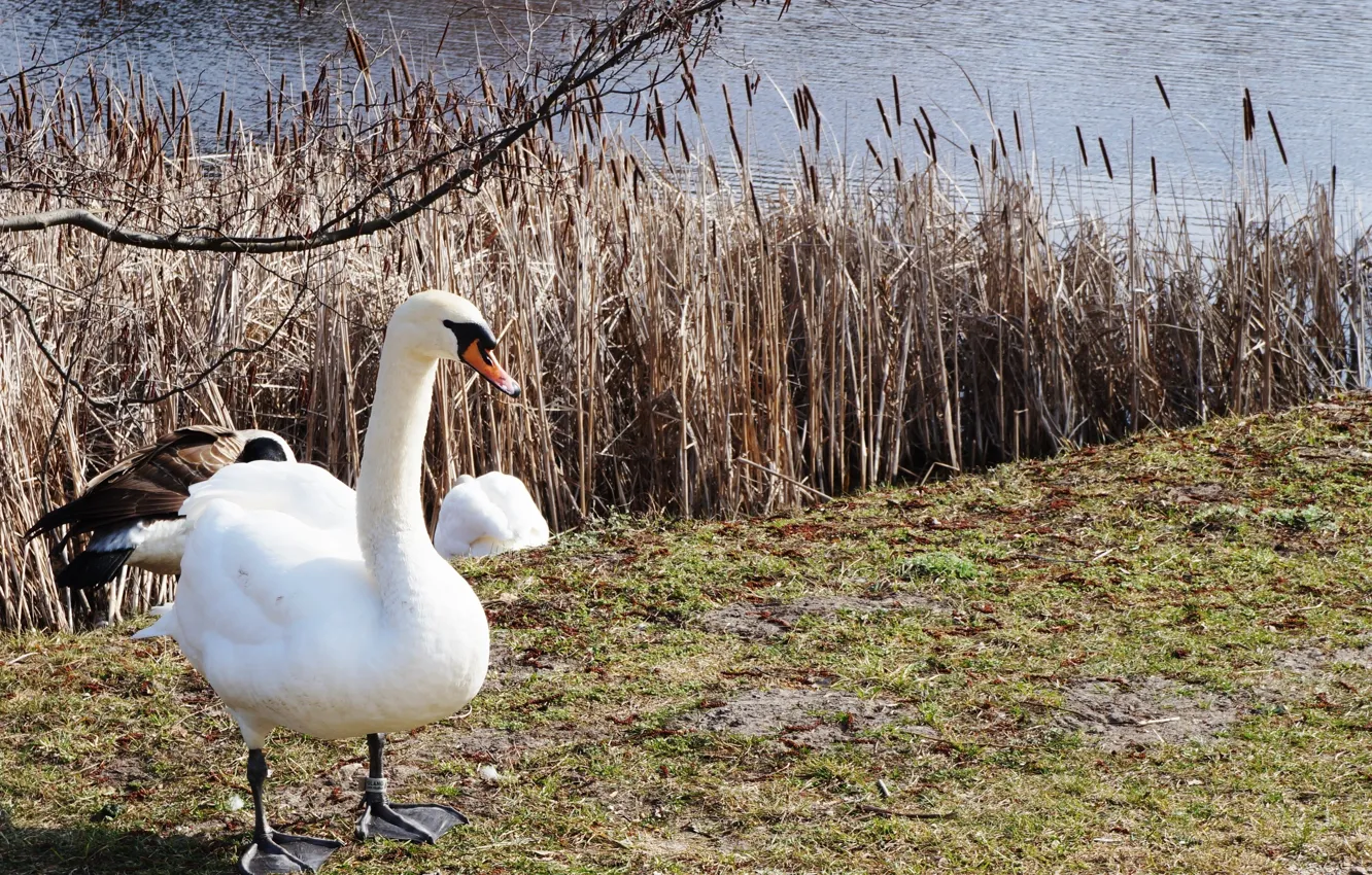 Photo wallpaper white, swan, bird