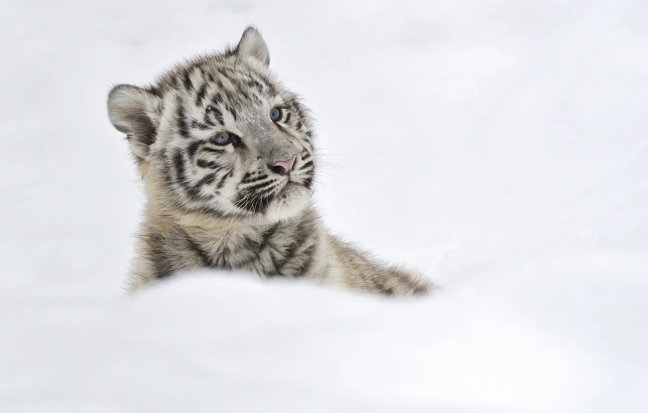 Photo wallpaper winter, snow, kitty, Tiger