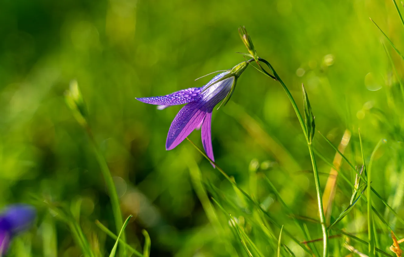 Photo wallpaper greens, grass, drops, flowers, pink, bells, lilac, bokeh