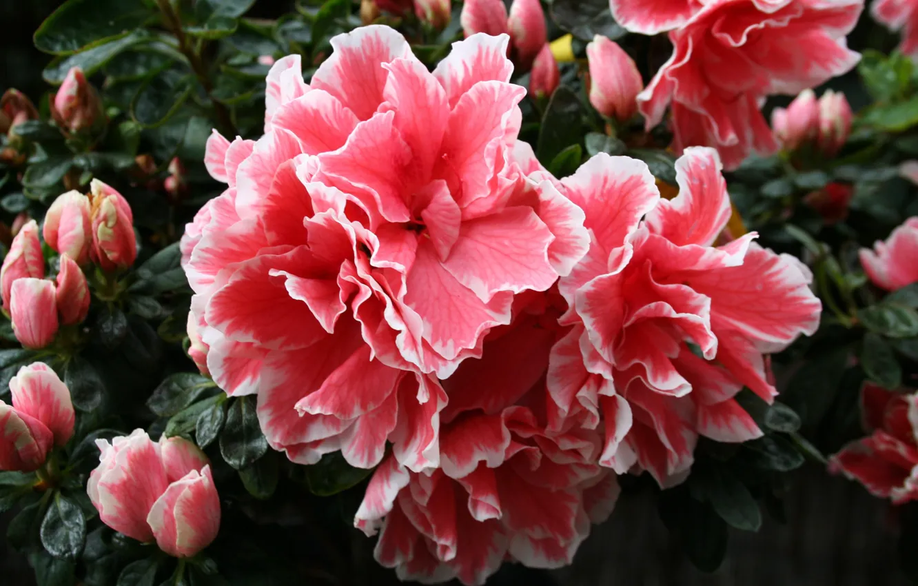Photo wallpaper flowers, petals, the bushes, lush, garden, Azalea