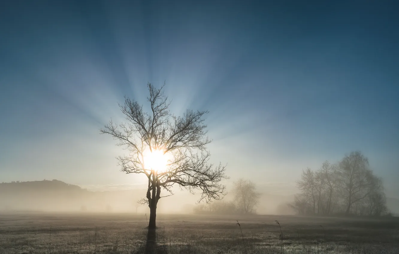 Photo wallpaper field, light, fog, tree, morning