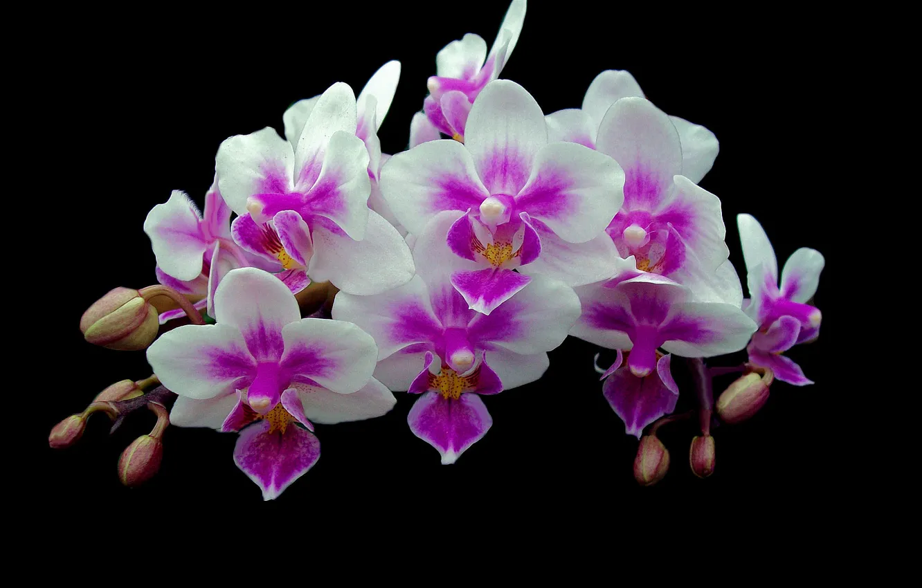 Photo wallpaper branches, background, petals, Orchid