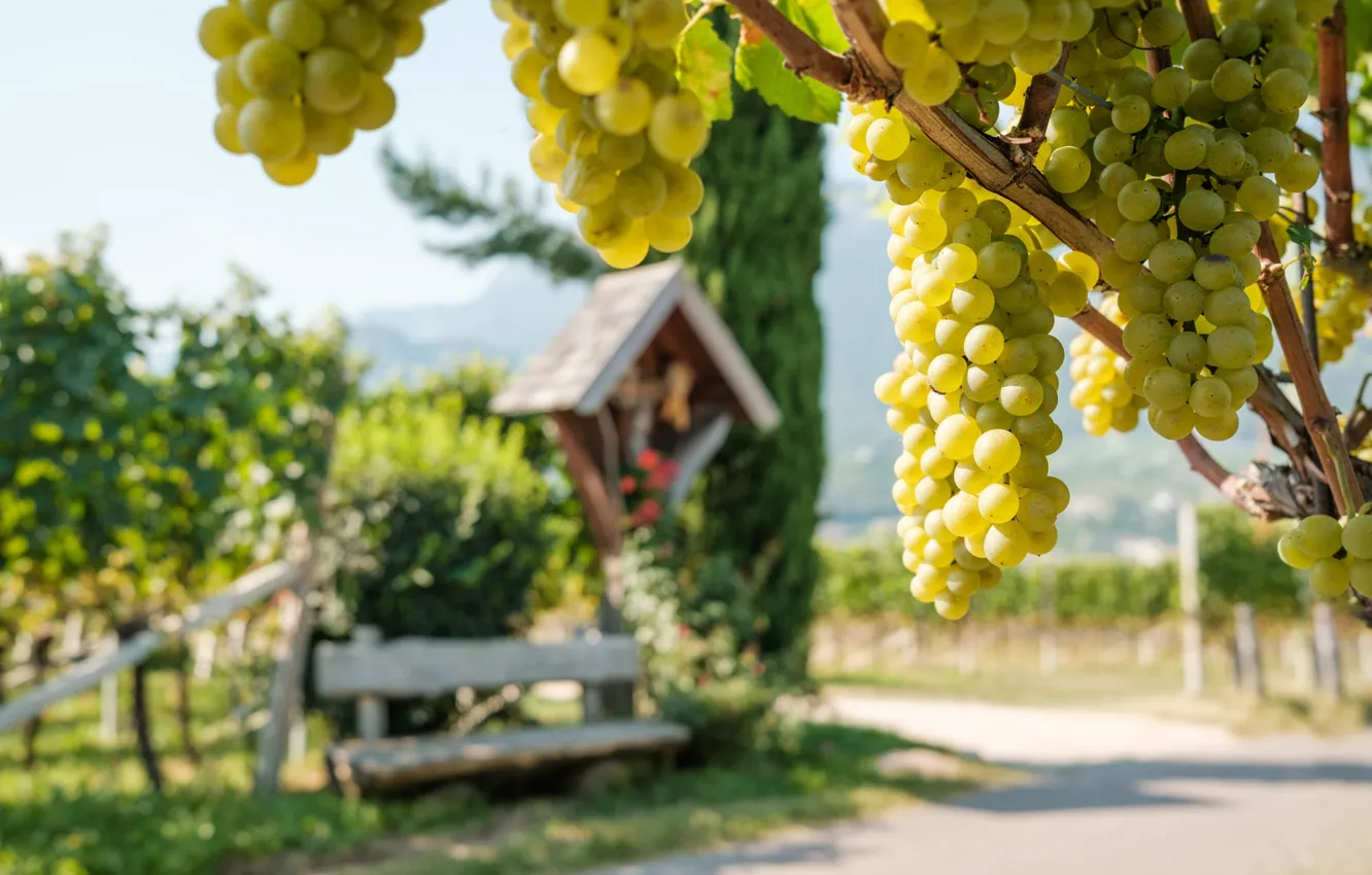 Photo wallpaper garden, grapes, vineyard, bokeh