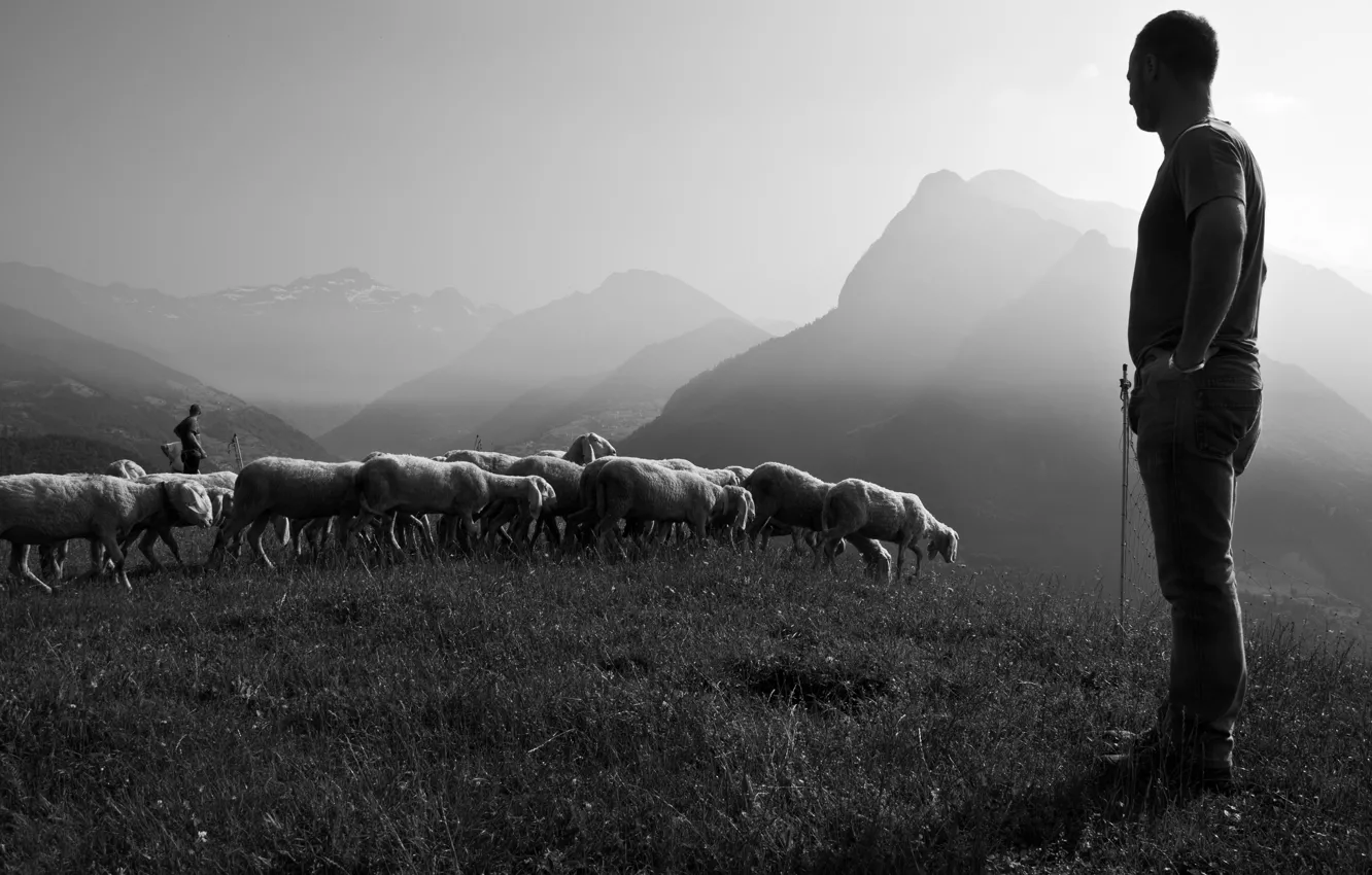 Photo wallpaper Christian, sheep, God, Lord, shepherd, pasture, Jesus, Alberto Bigoni