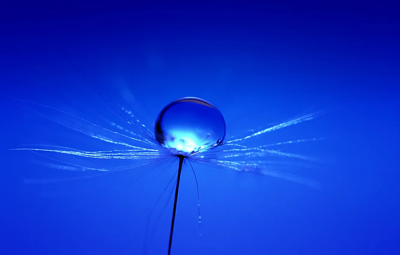 Photo wallpaper drops, nature, Rosa, color, blade of grass