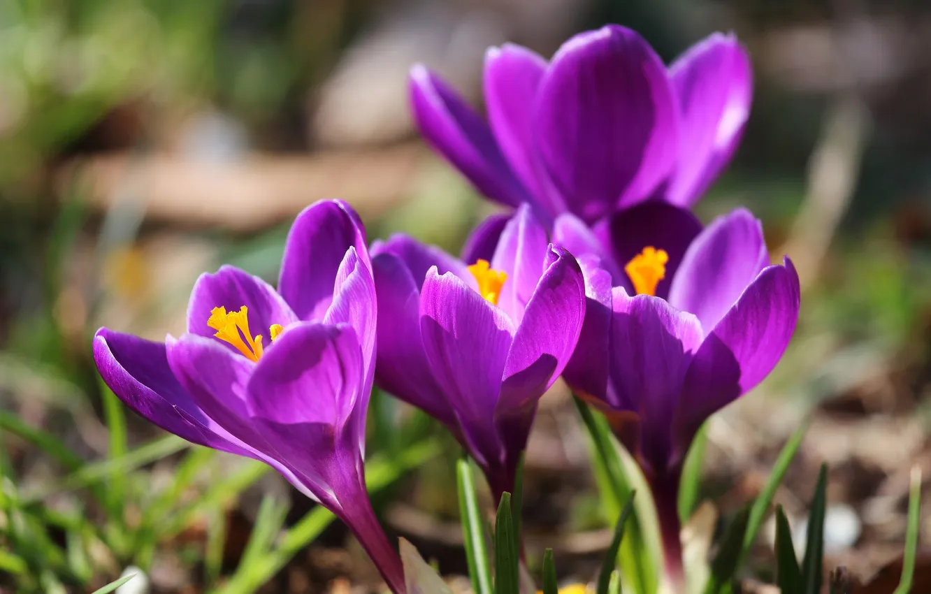 Photo wallpaper macro, spring, crocuses, saffron