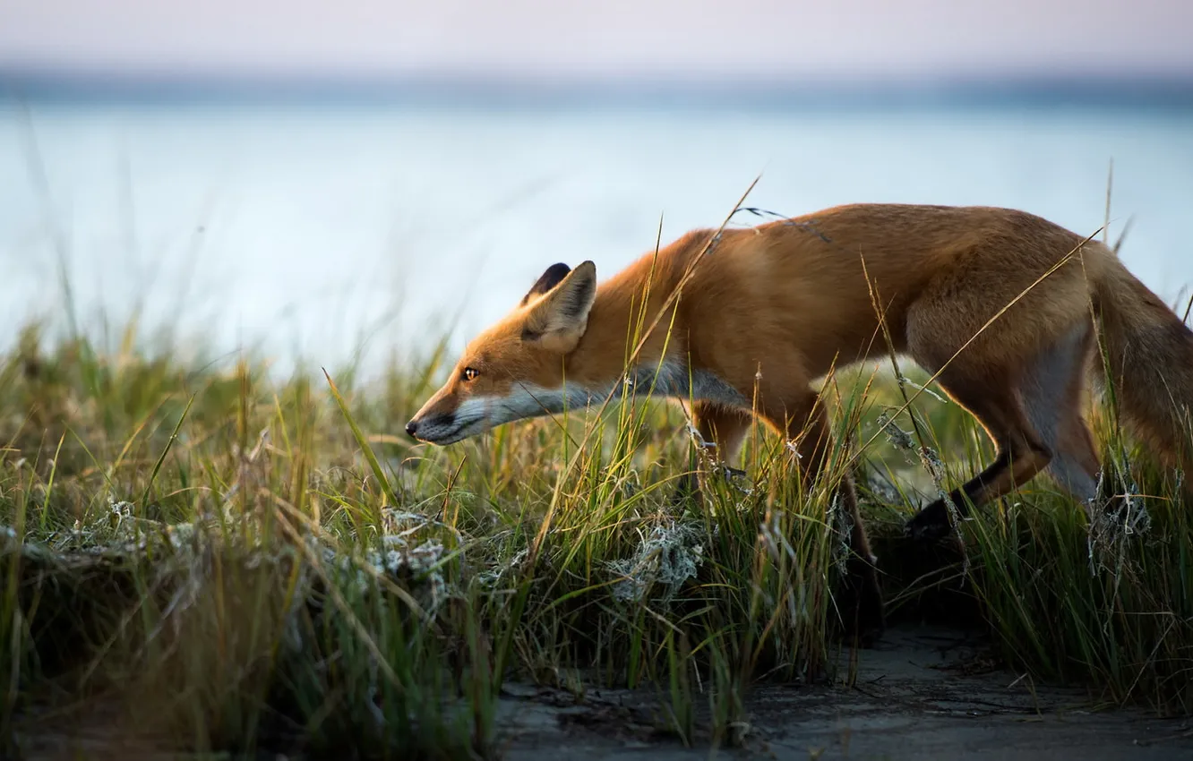 Photo wallpaper nature, background, Fox