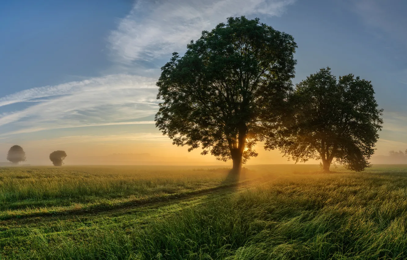 Photo wallpaper field, trees, dawn, morning, Germany, Bayern