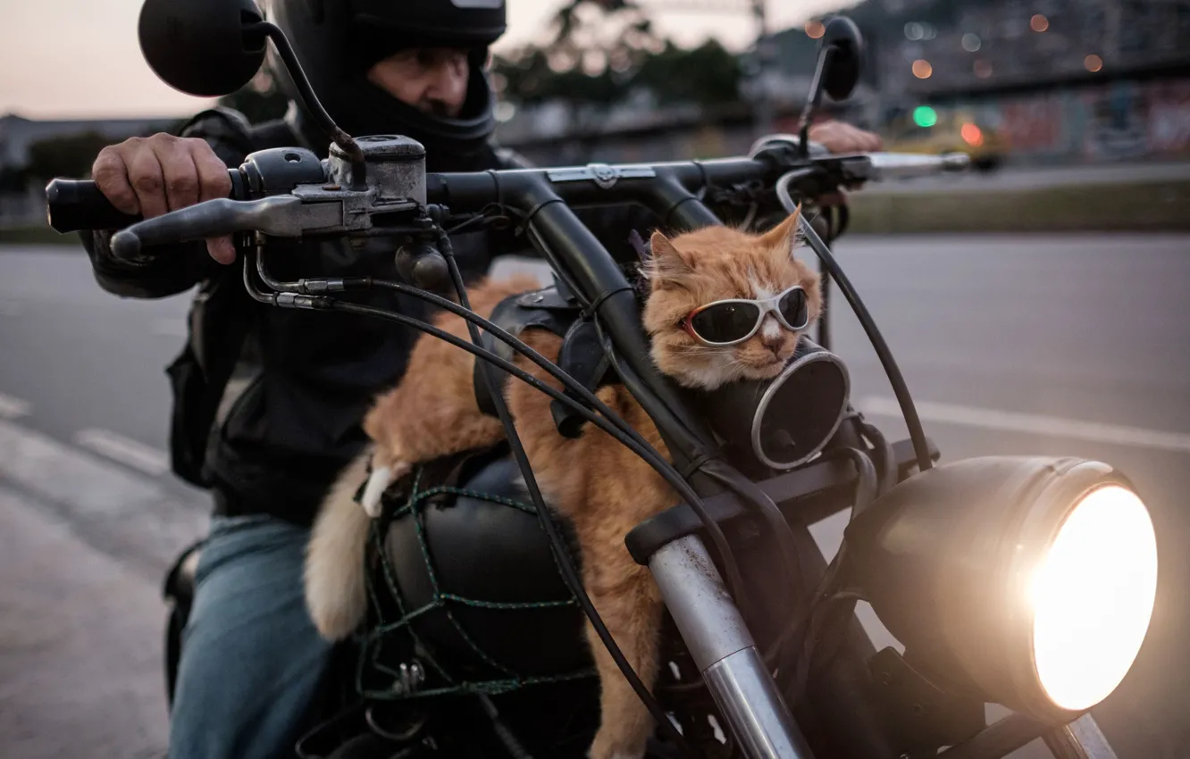 Photo wallpaper Motorcycle, Brazil, Rio de Janeiro, Cat-biker, Easy rider