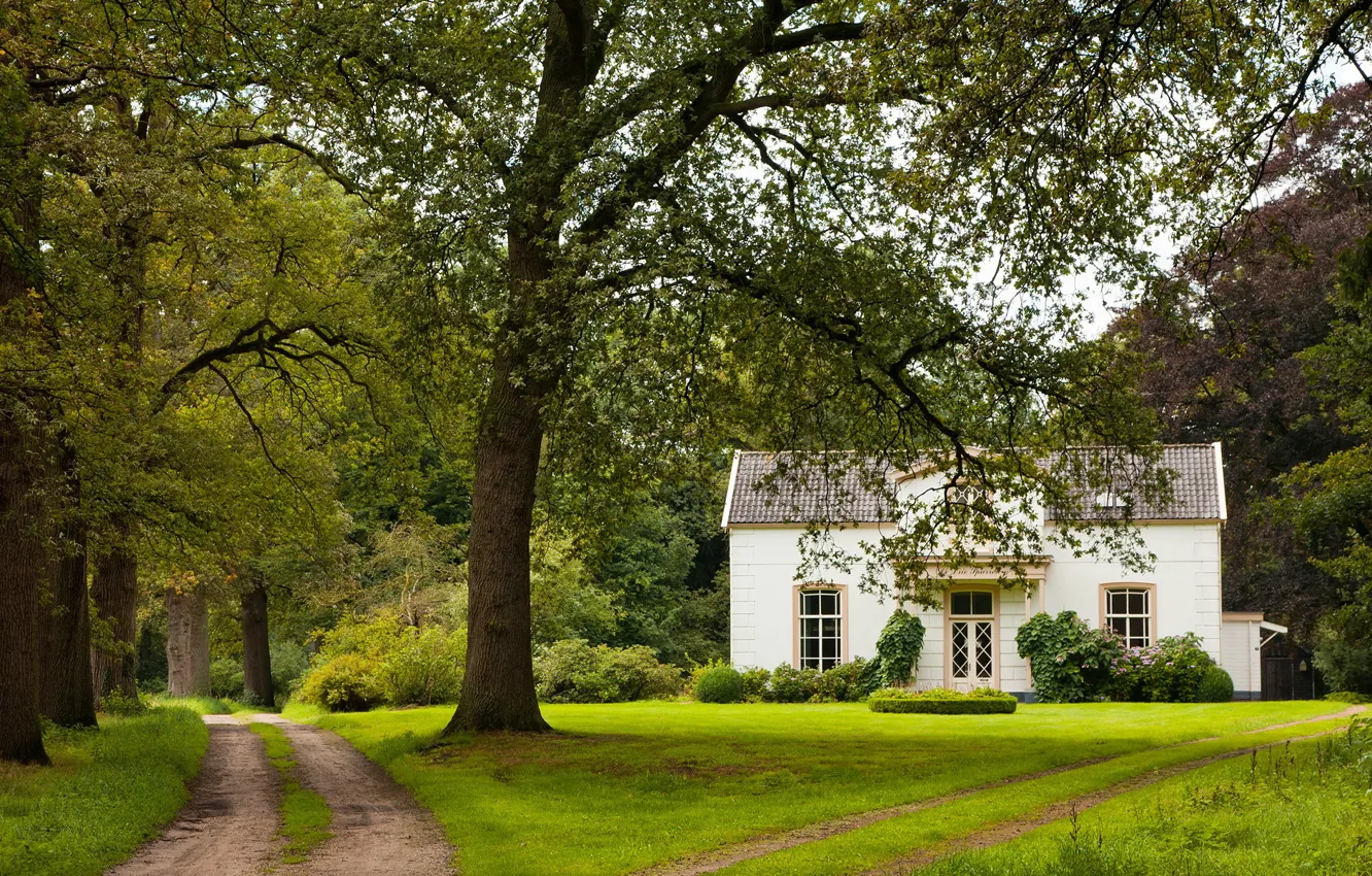 Photo wallpaper road, trees, home