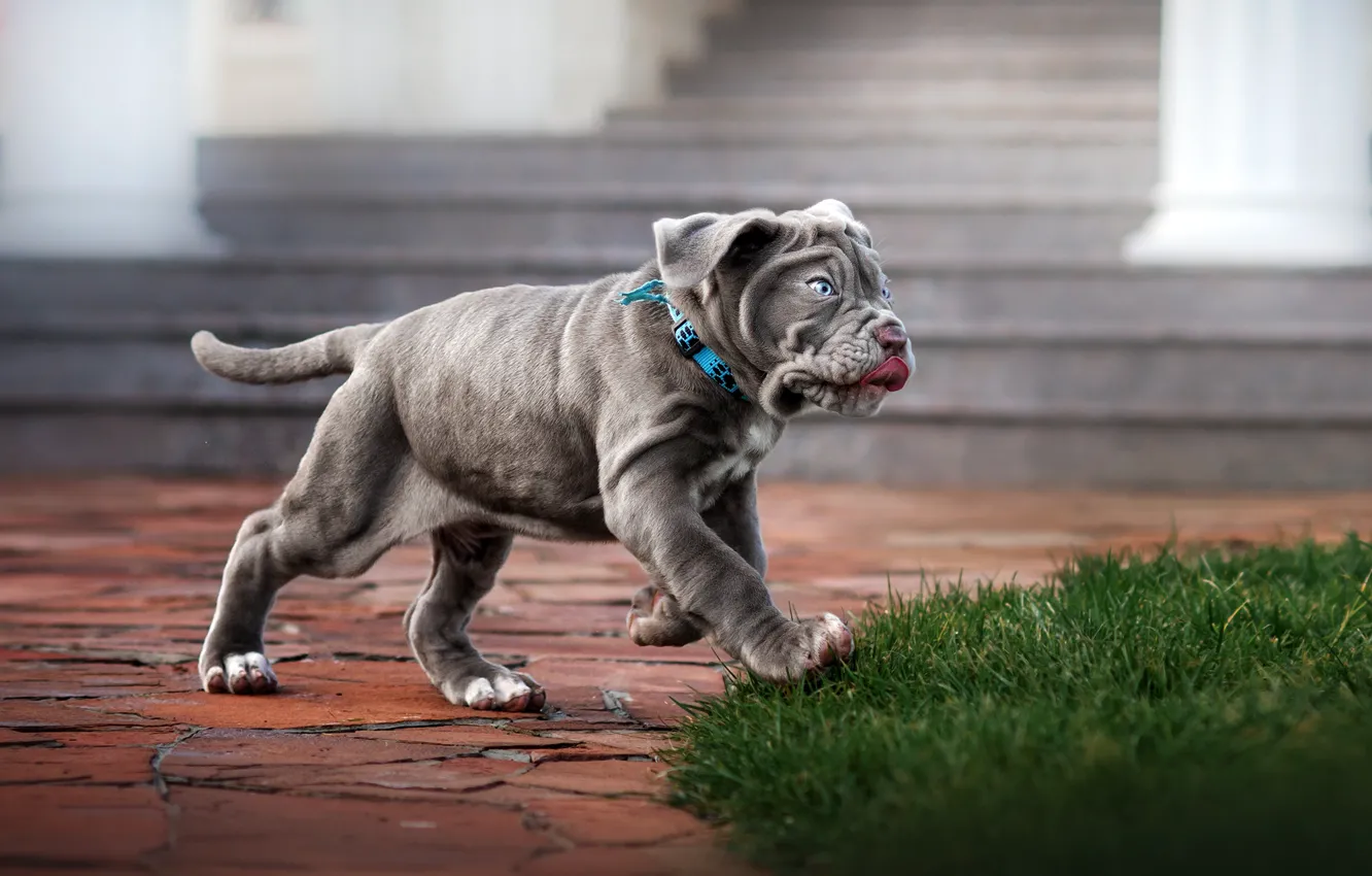 Photo wallpaper grass, animal, dog, puppy, dog, Ekaterina Kikot, mastino