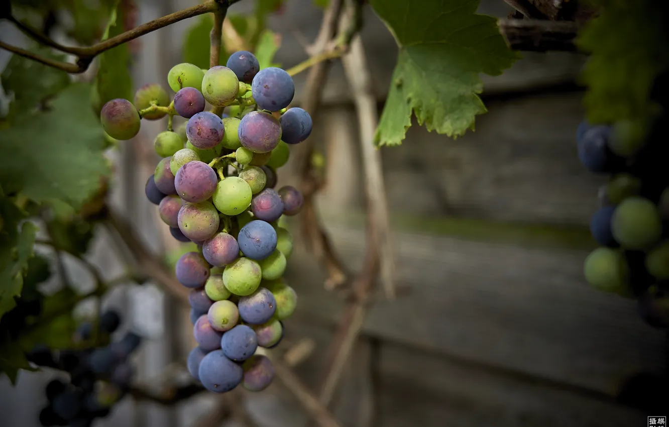 Photo wallpaper berries, harvest, grapes, bunch
