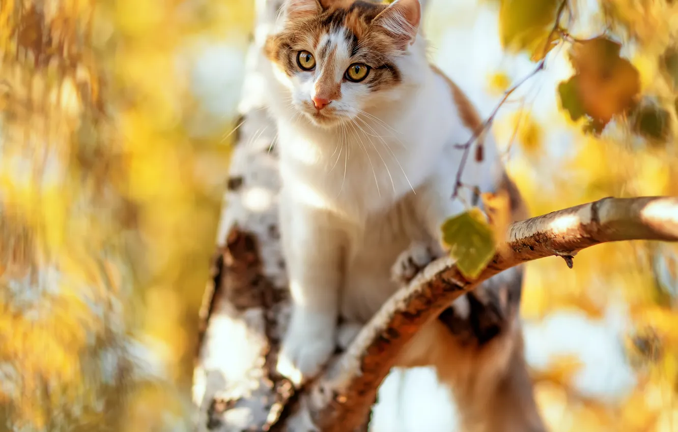 Photo wallpaper cat, cat, look, birch, on the tree