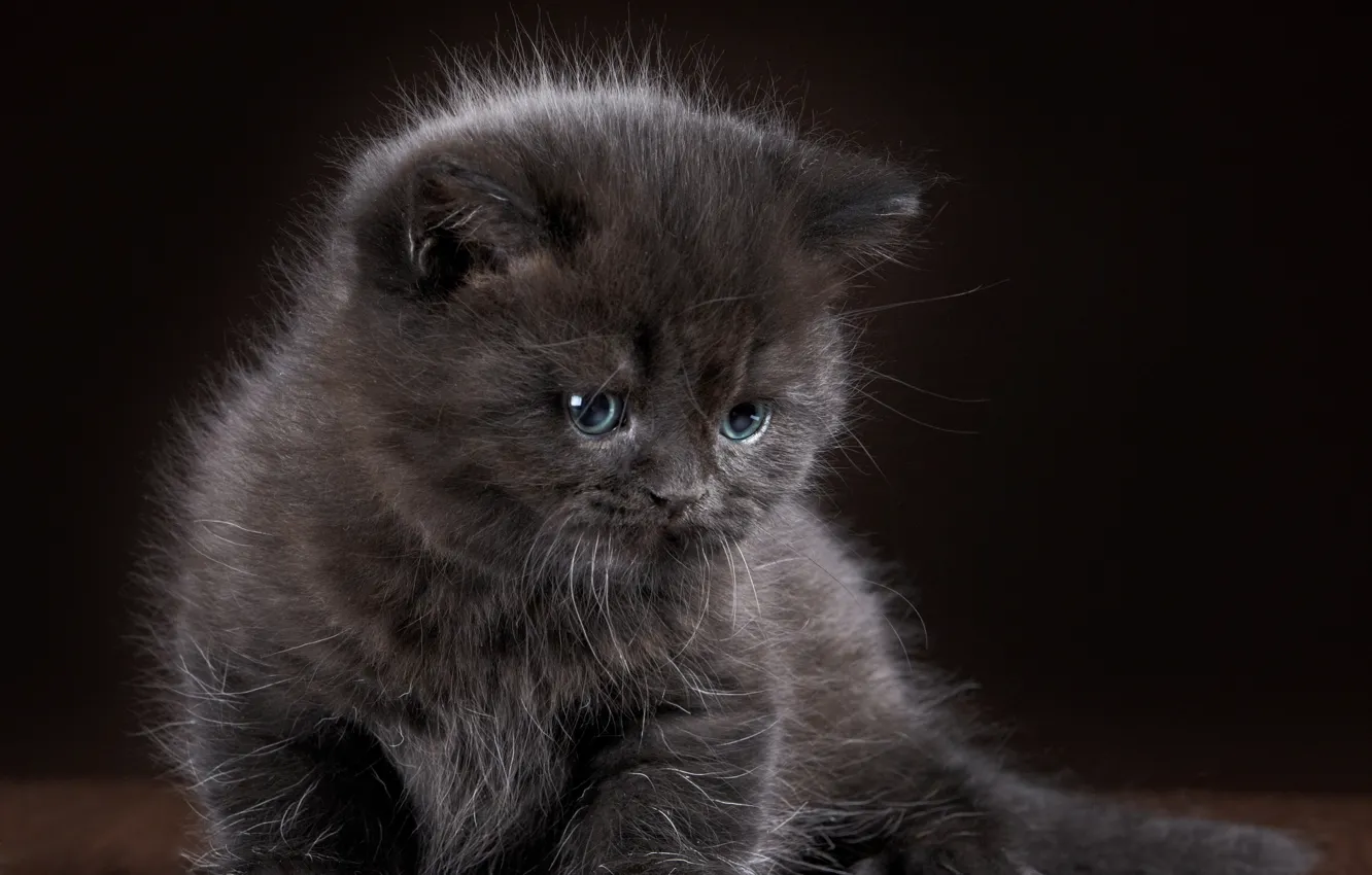 Photo wallpaper kitty, grey, baby, grey, wallpapers, cats
