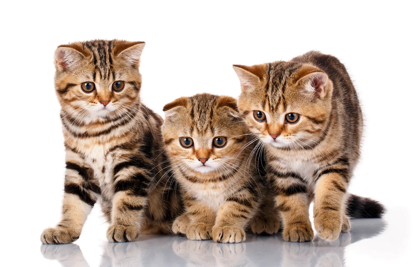 Photo wallpaper kittens, trio, breed, Scottish fold
