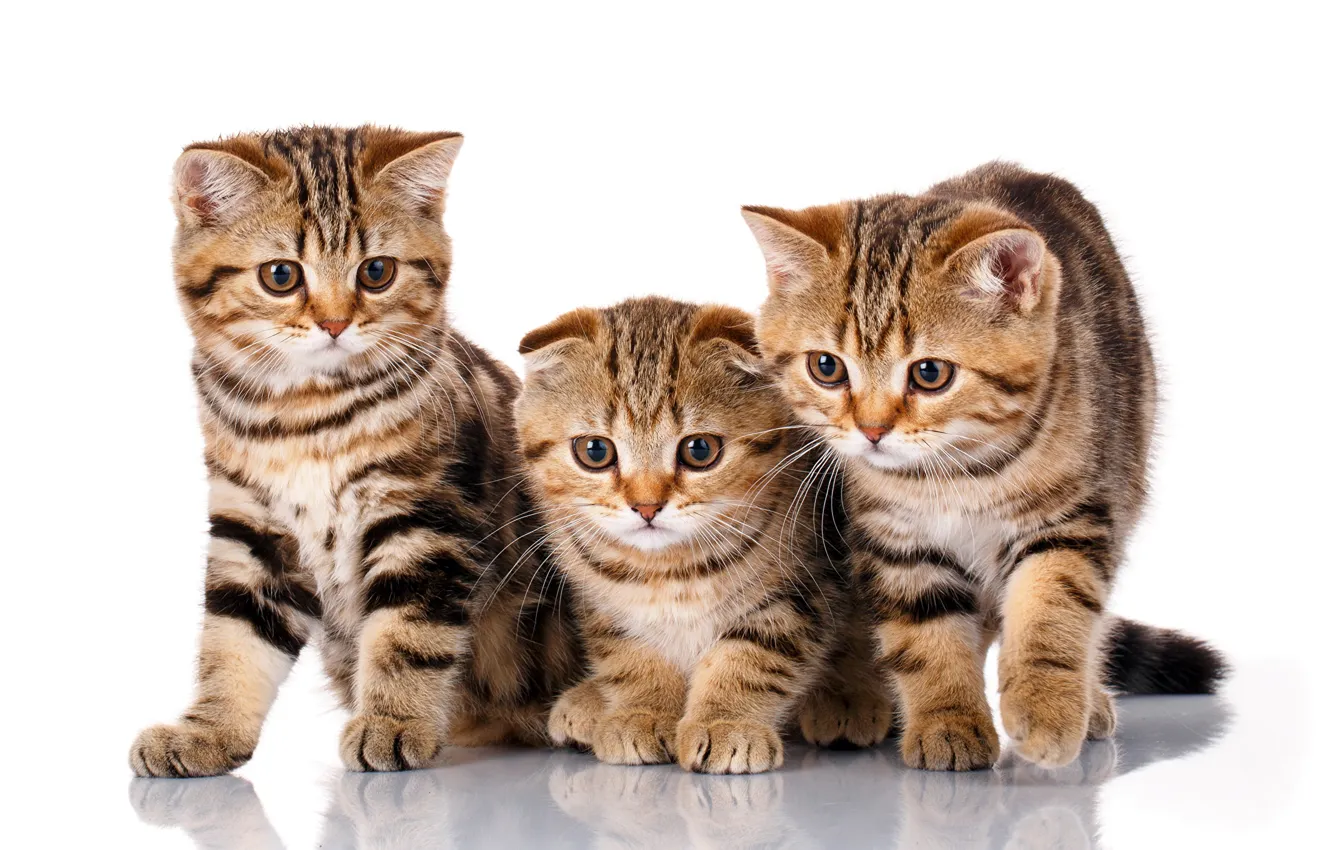 Photo wallpaper kitty, trio, breed, Scottish fold