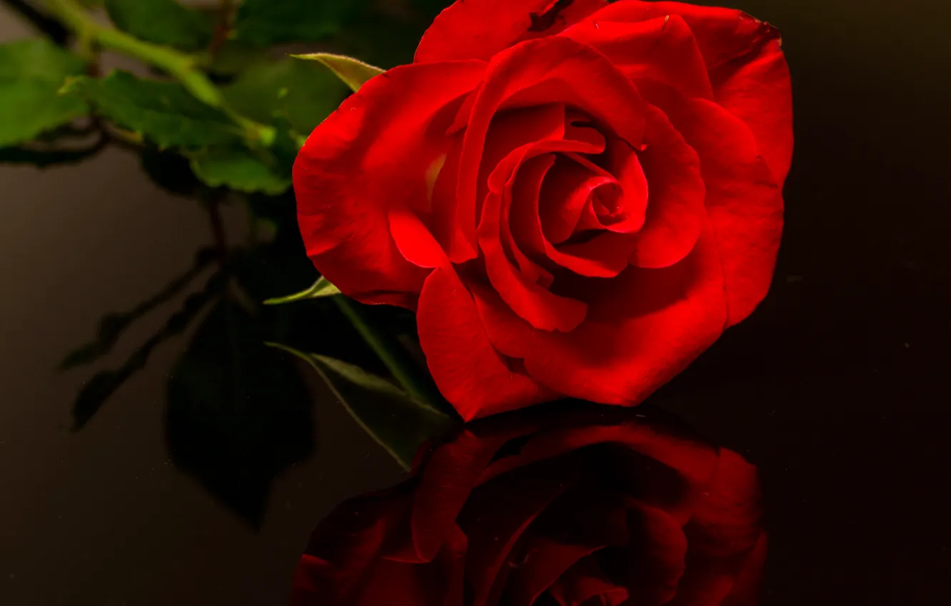 Photo wallpaper macro, reflection, rose, petals, Bud, red rose