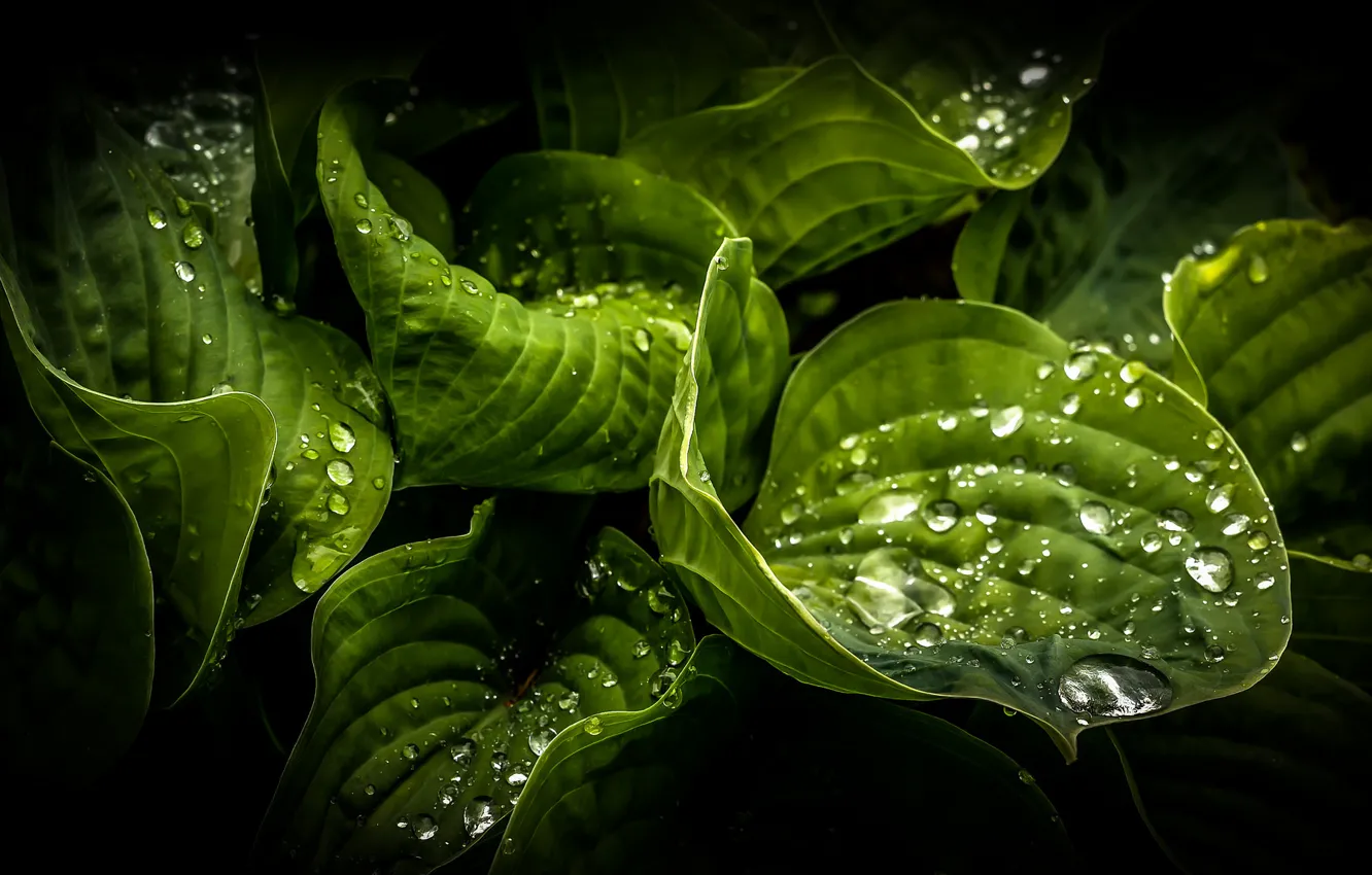 Photo wallpaper leaves, drops, nature