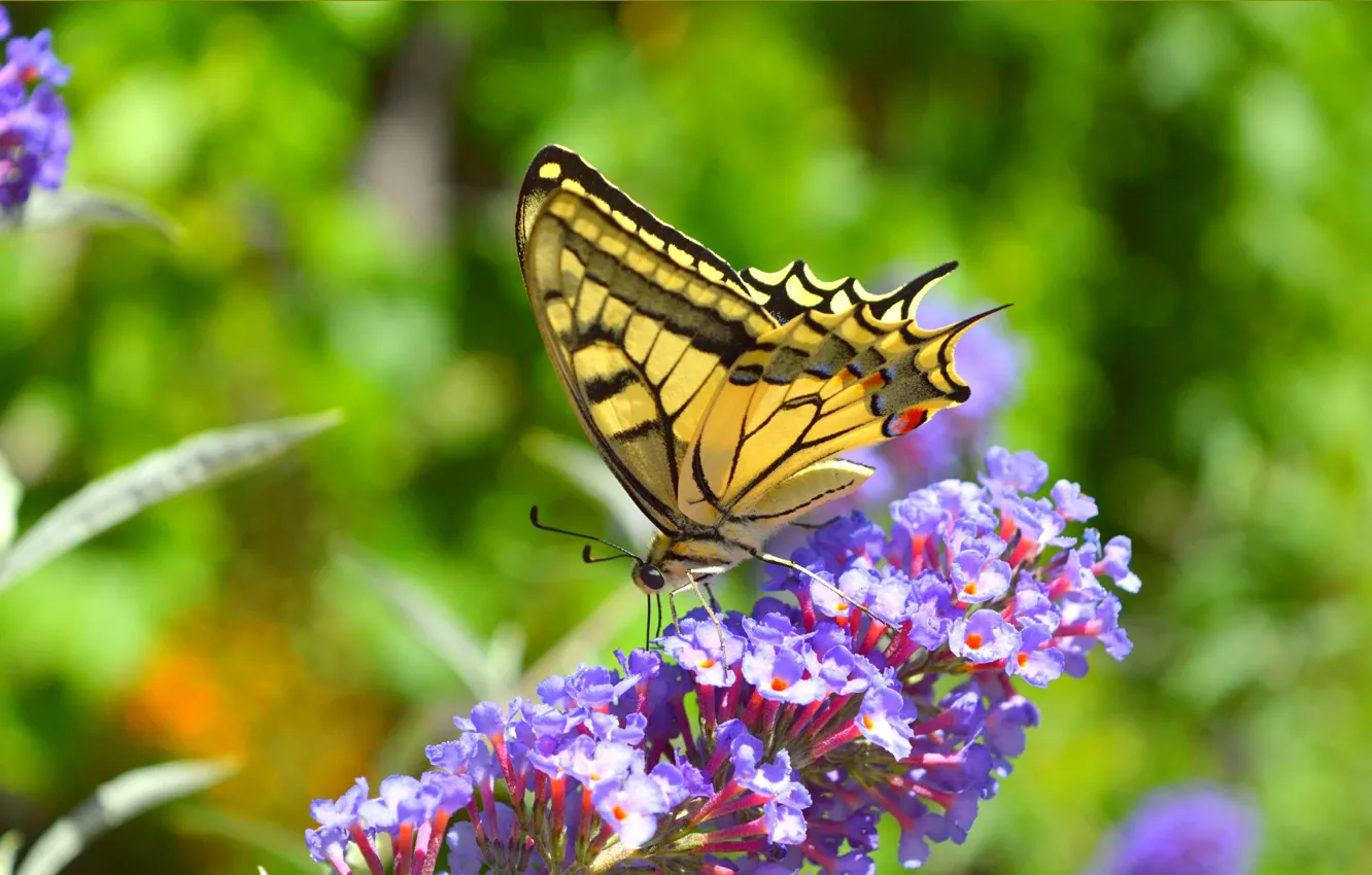 Photo wallpaper macro, flowers, butterfly, butterfly, flowers, macro