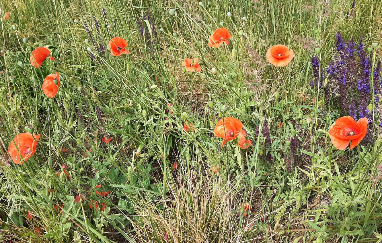 Photo wallpaper Maki, Plants, Makówka