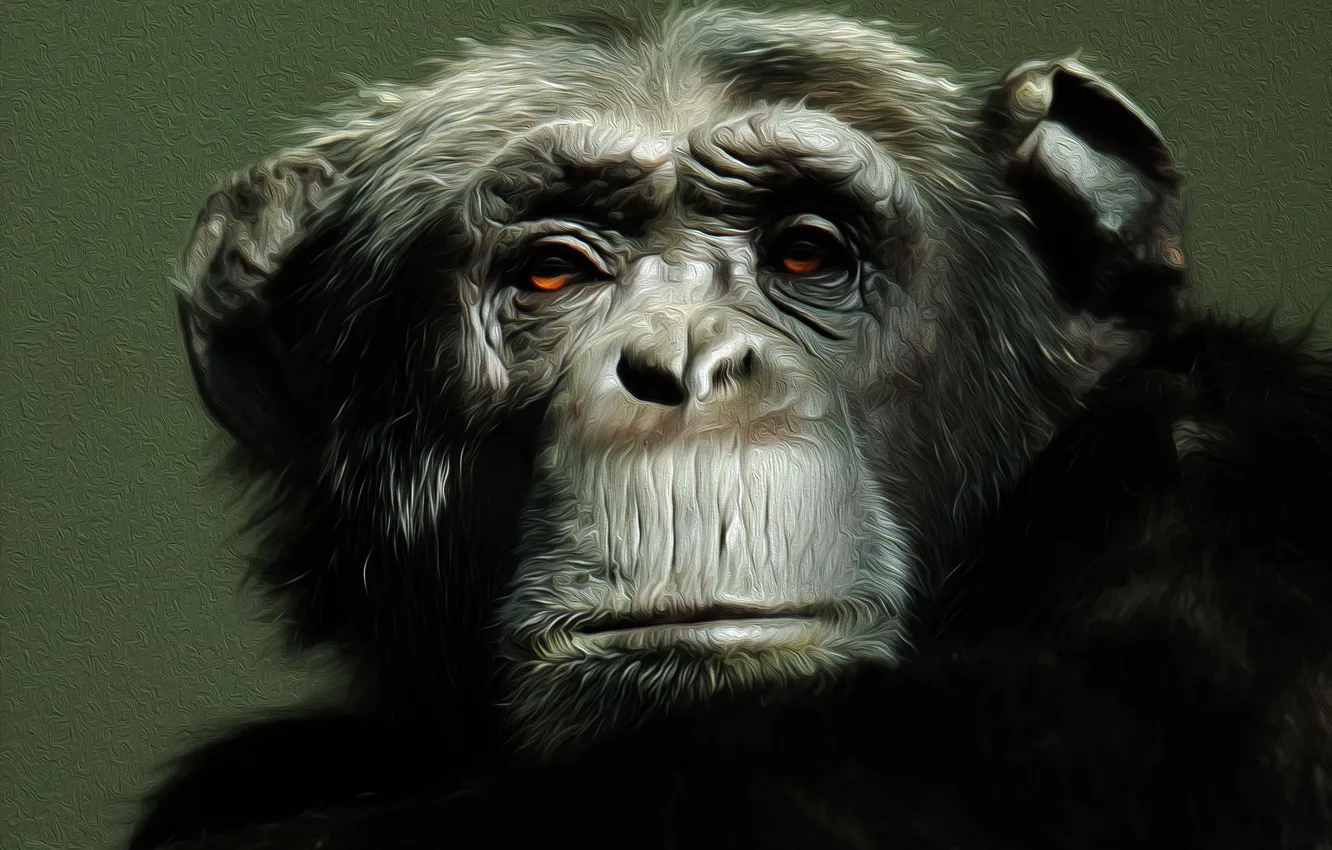 Photo wallpaper look, face, monkey