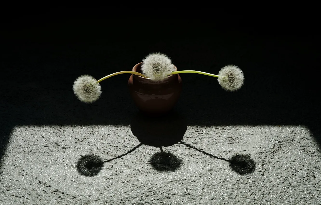 Photo wallpaper background, dandelion, shadow