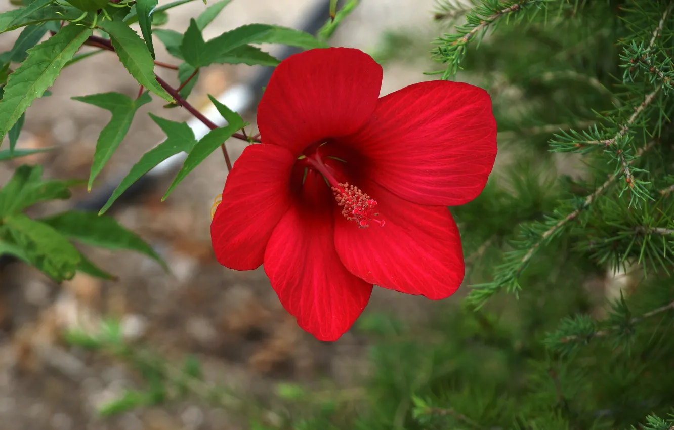 Photo wallpaper autumn, flowers, nature