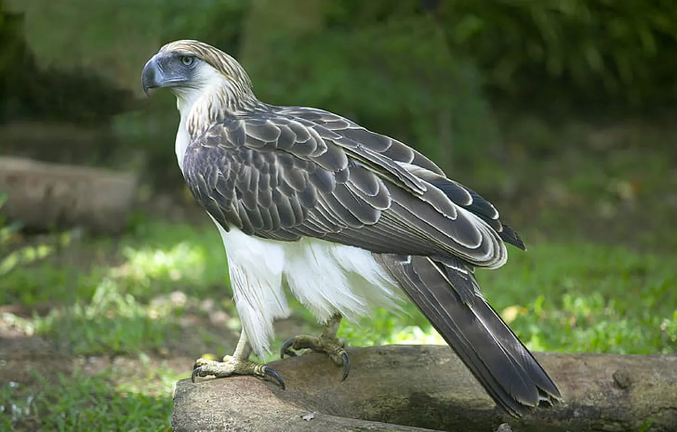 Photo wallpaper Predator, philippine-eagle, monkey-eating eagle, .bird