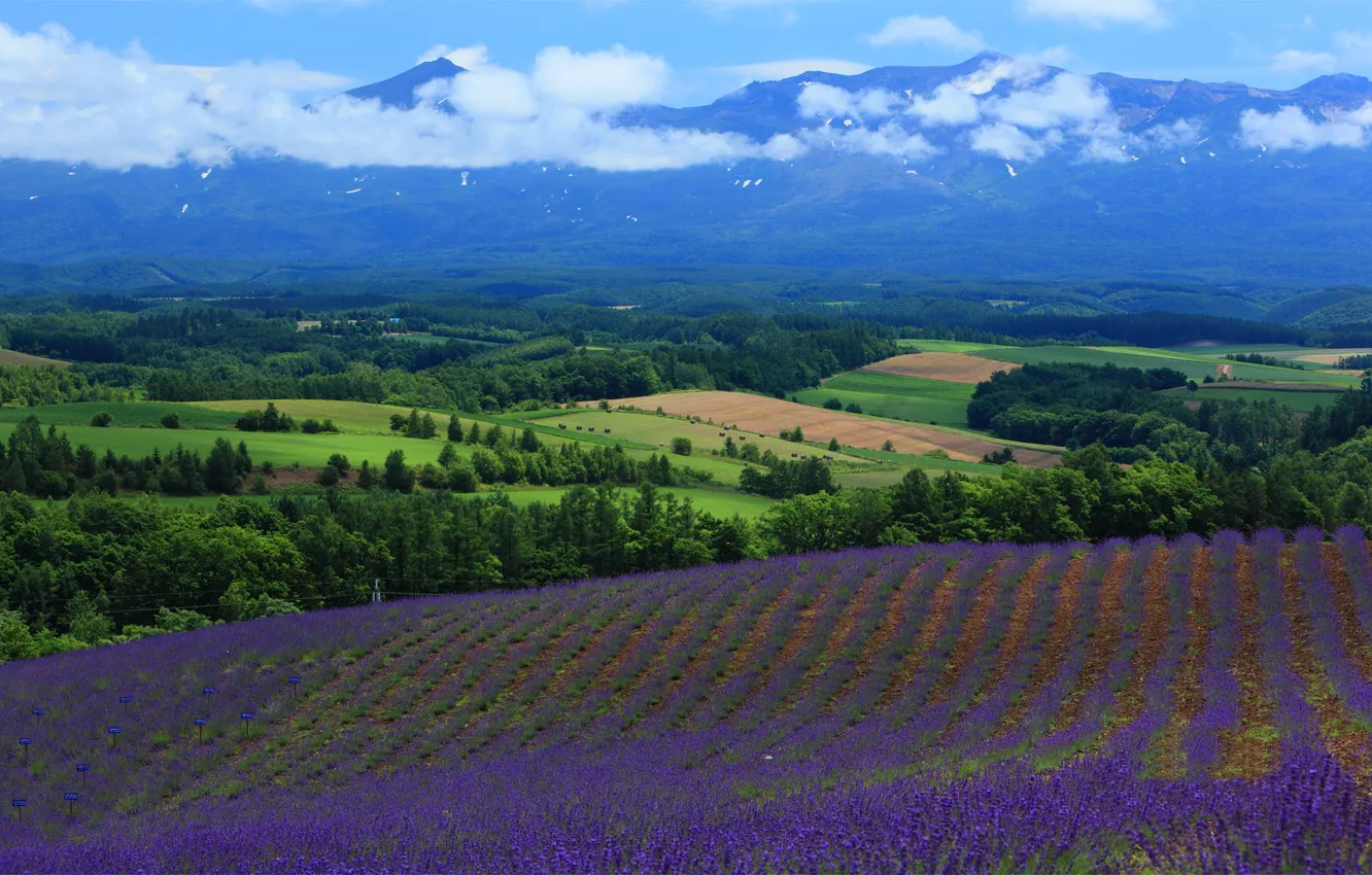 Photo wallpaper field, nature, landscape, view, lavender
