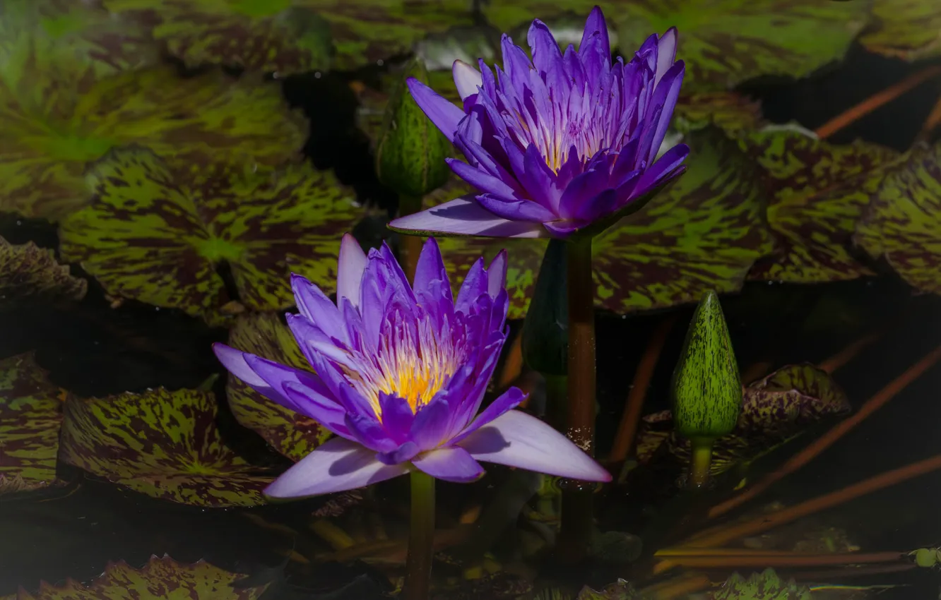Photo wallpaper leaves, flowers, pond, the dark background, two, purple, Duo, buds