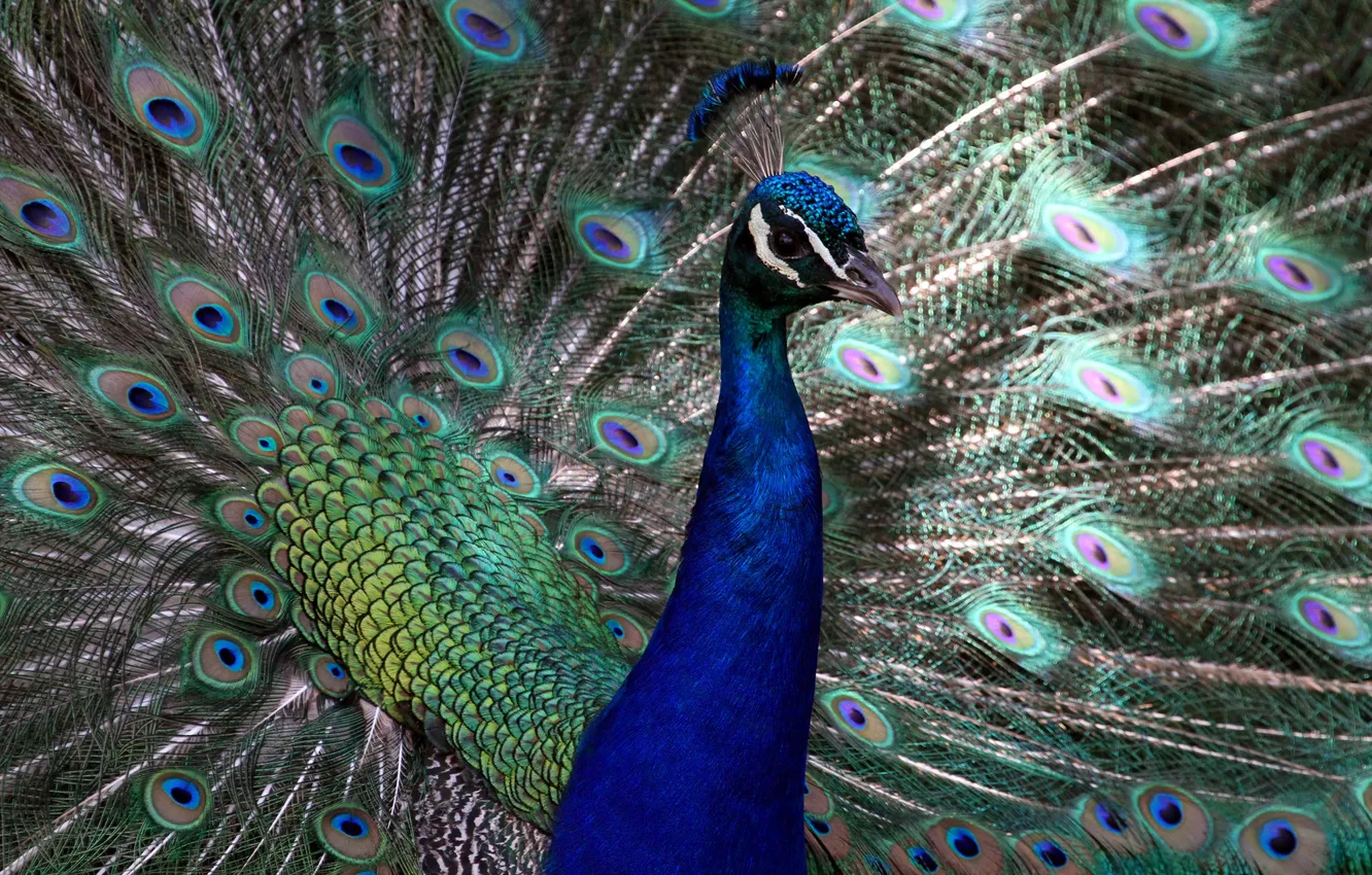 Photo wallpaper look, bird, portrait, feathers, tail, peacock