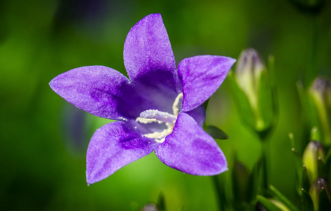 Photo wallpaper macro, flowers, nature, bells