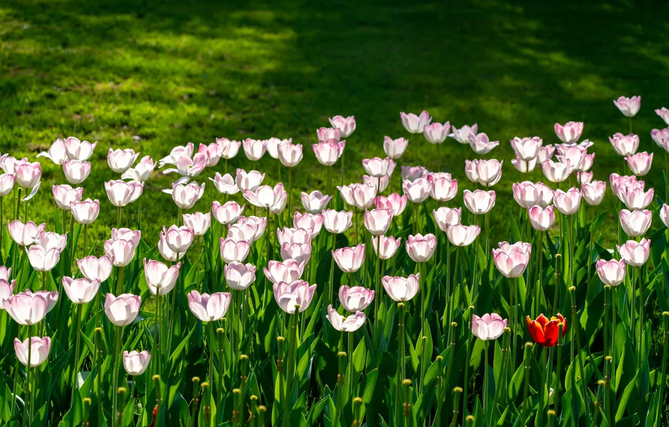 Photo wallpaper greens, light, flowers, red, Park, spring, garden, tulips
