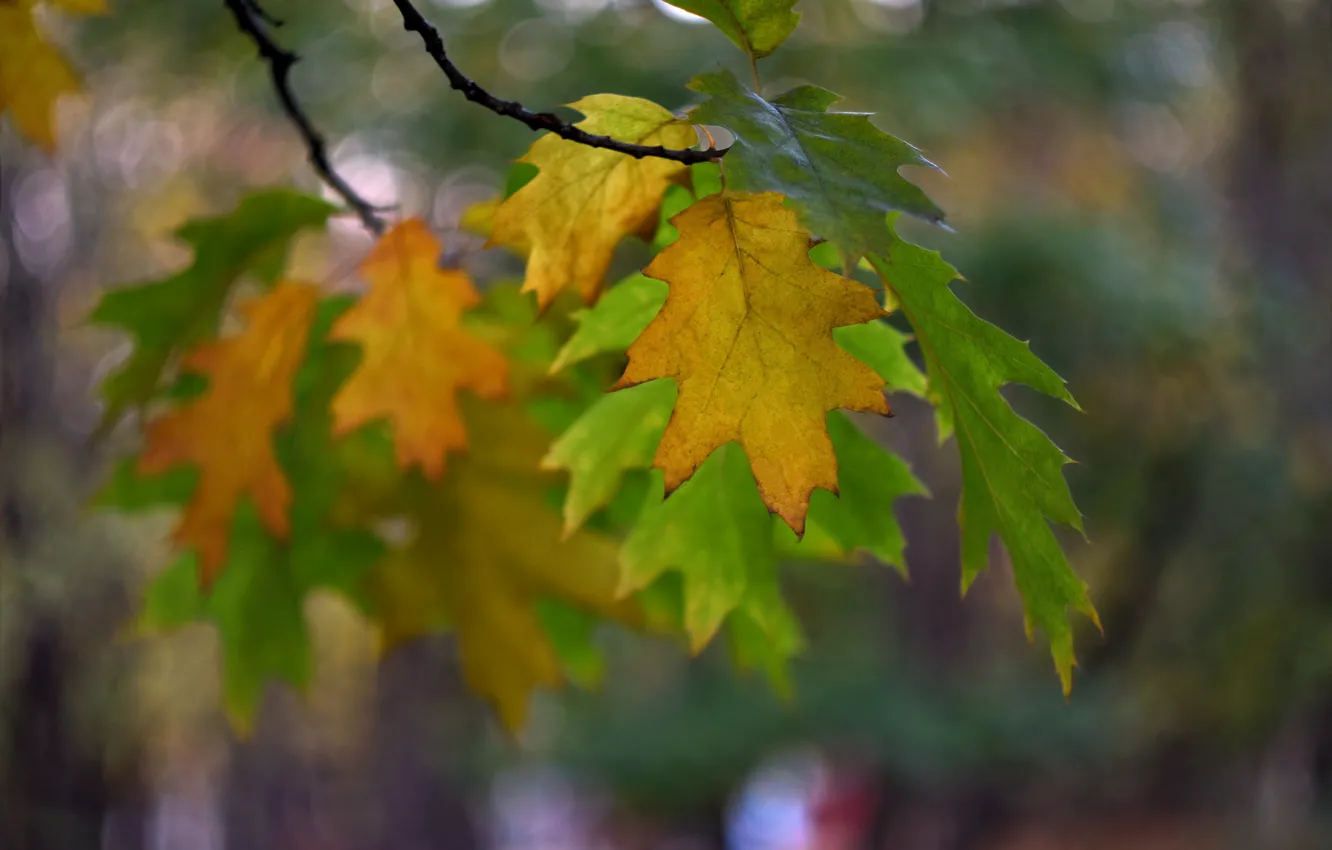 Photo wallpaper autumn, leaves, the evening