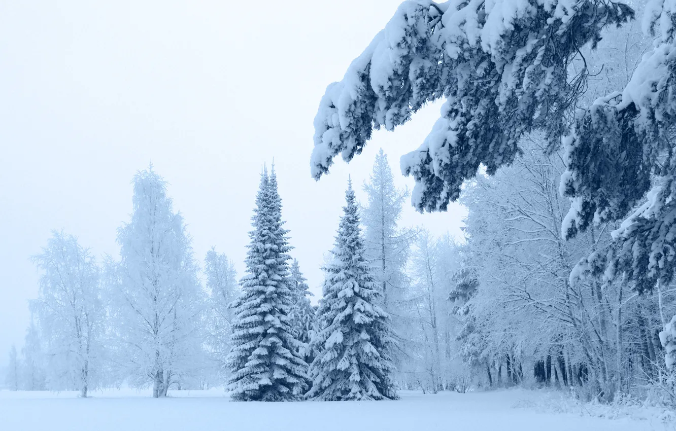 Photo wallpaper forest, winter, fir-tree, new|year