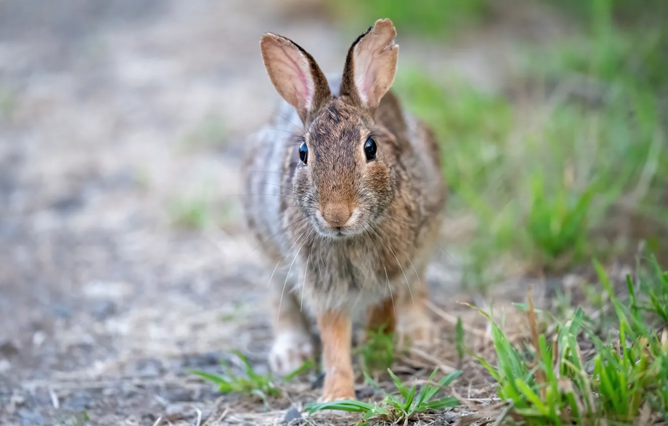 Photo wallpaper grass, nature, grey, hare, Bunny