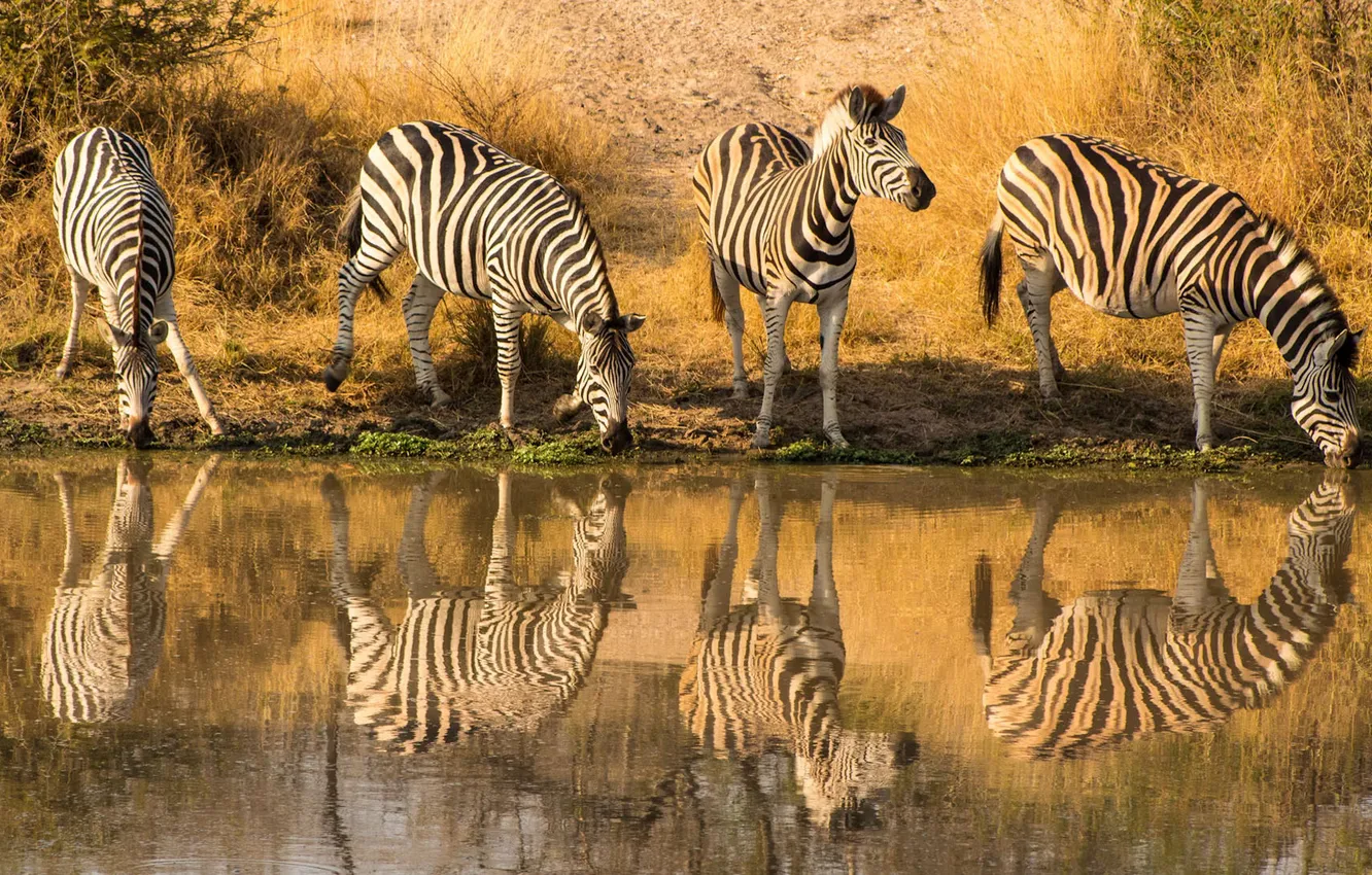 Photo wallpaper water, animal, South Africa, wildlife