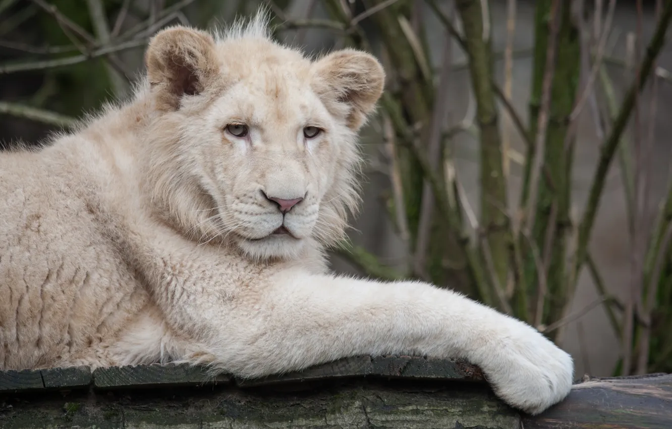 Photo wallpaper cat, log, lion, white lion