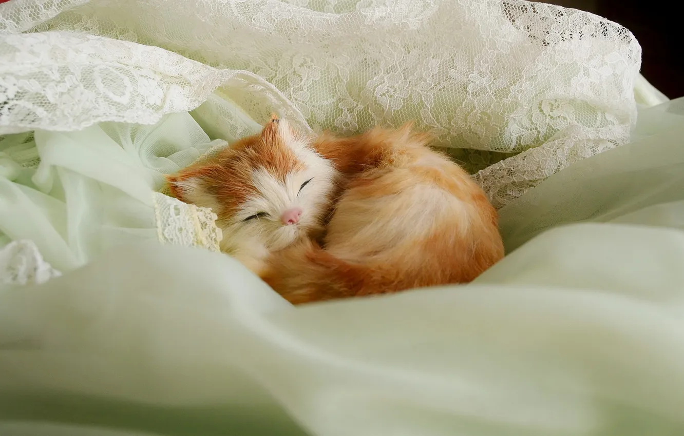 Photo wallpaper cat, comfort, home