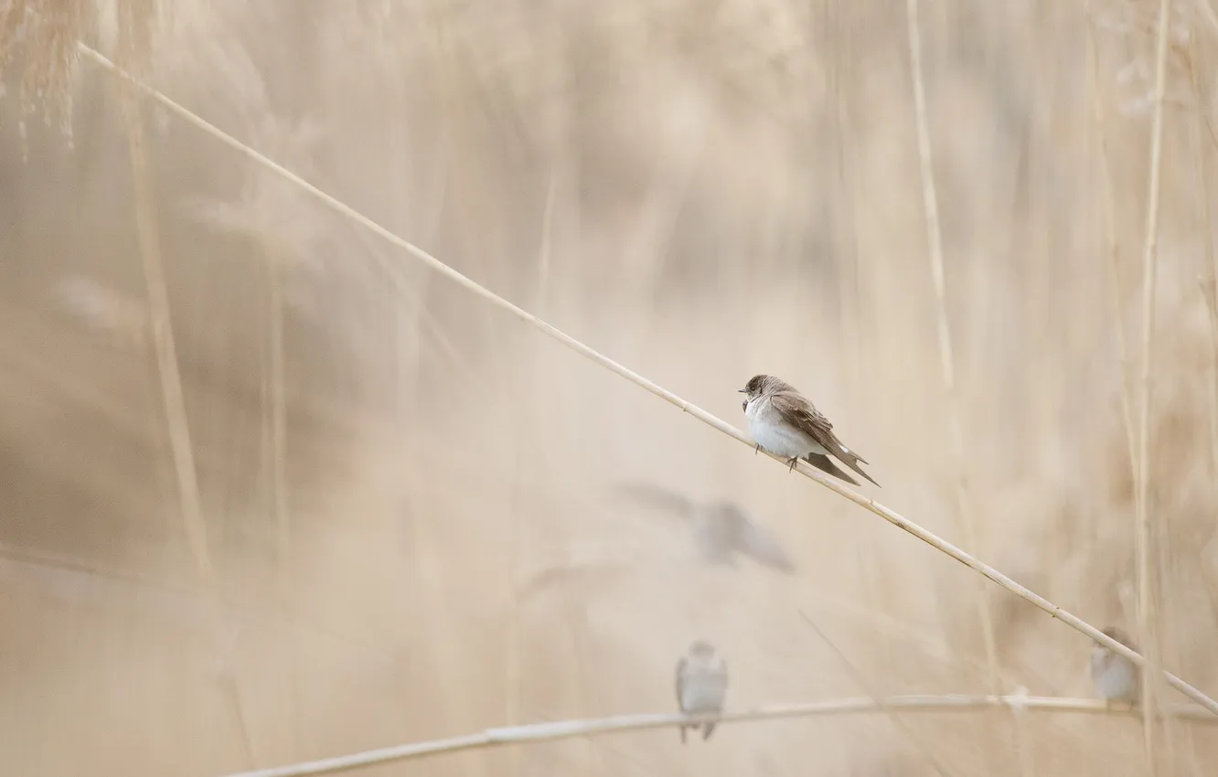 Photo wallpaper bird, blur, Sparrow, panicles, reed