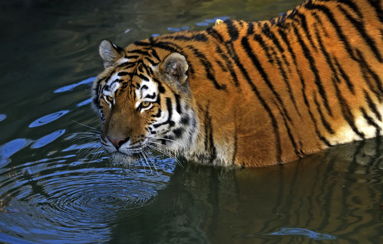 Photo wallpaper cat, look, water, tiger, bathing, pond, Amur