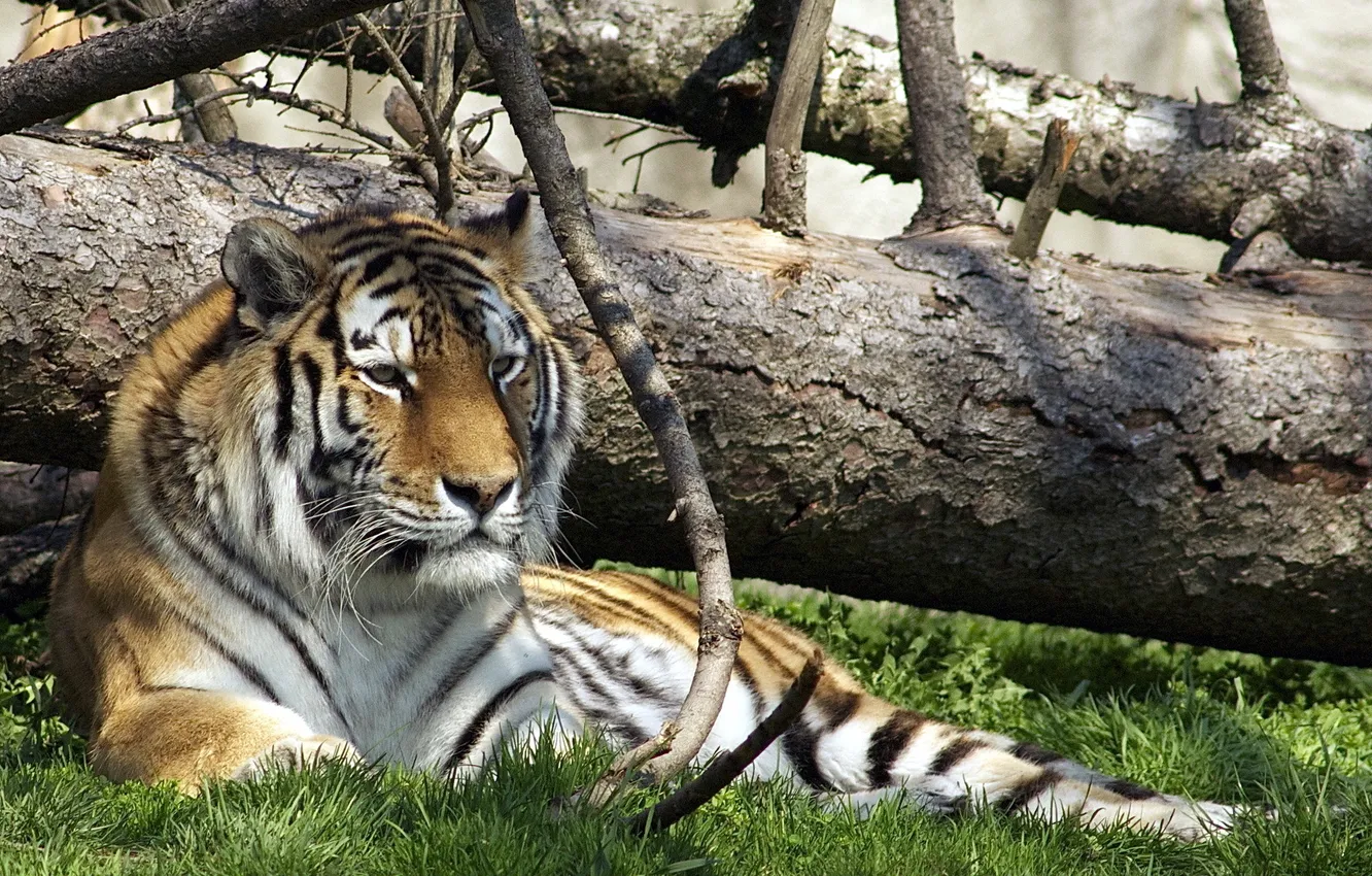 Photo wallpaper nature, tiger, zoo